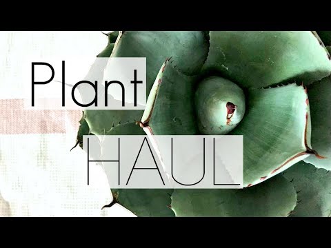 Video: Läs mer om Fairy Castle Cactus Care