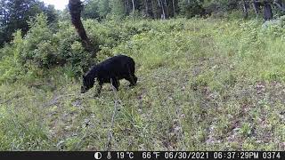 N H  2021 final game cam pics until hunting season starts