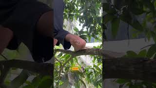 Download Lagu Spesialis Memanjat Mangga MP3