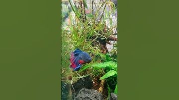 Tuần lễ giống nông nghiệp công nghệ cao và sinh vật cảnh 2025 tại công viên Bình Phú 19 - 22/6/2025