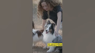 Hai chú chó dễ thương nhảy siêu ngộ nghĩnh 🐶✨#shorts  #funny #cute