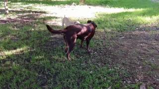 Yuna and Zanax playing in the backyard (chocolate Lab and  Shaffordshire mix) by Trixi 331 views 6 years ago 4 minutes, 35 seconds