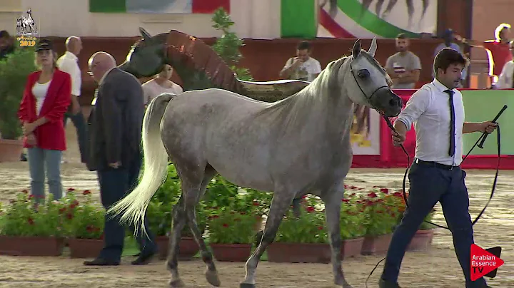 N 79 FREE LARA   Italian Nationals 2019   4 6 Years Old Mares Class 7