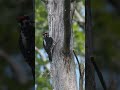 Hairy Woodpecker - 5/12/26