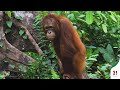 WATCH JELAPAT'S PROGRESS