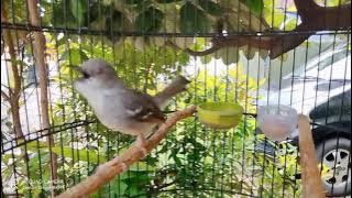 Ciblek / Cikris nembak variasi