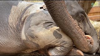 The Journey Of Moh Loh And Her Baby Elephant Lek Lek  ElephantNews