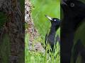 Beautiful Black Woodpecker (Dryocopus martius) #woodpecker #wildlife #birds #nature #animals #cute