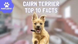 Cairn Terrier  Unraveling the Top 10 Fascinating Facts!