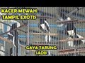 Lomba Kicau Burung Kacer Kacer Mewah Tampil Exotis Gaya Tarung Sadis Turunkan Sayap Mp3 - Mp4 Download