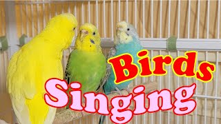 10 Hr Happy Singing & Eating Parakeet Budgies Birds, Reduce Stress of Lonely Quiet Birds screenshot 2