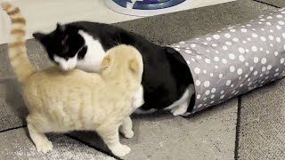 Double Cat Tunnel Attack