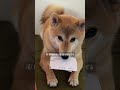 柴犬、ほぼ『三歳児』です 言うこと聞かない、本当の理由 【#542】 #柴犬 #shibainu