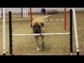 Mastiff Competing At Dog Agility