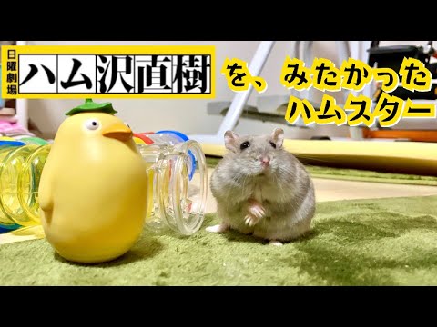 ハム沢直樹を、みたかったハムスター【こんぺい】