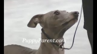 Italian Greyhound by Puppy Parent 382 views 5 years ago 2 minutes, 42 seconds