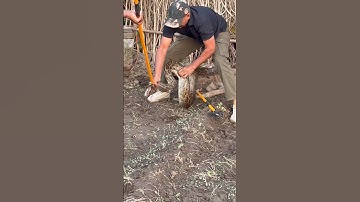 BIG SNAKE RESCUE BY FOREST OFFICER #shorts #trending #newshorts