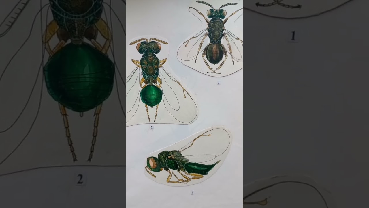 Parasitic Chalcid Wasps Pteromalidae Family. Kyiv, Ukraine. 11.november.2022.