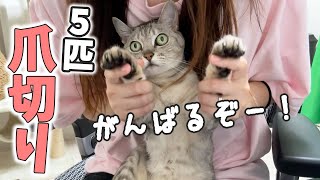 初めて猫匹まとめて爪切りします【娘帰宅ハプニングあり】