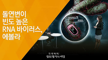 돌연변이 빈도 높은 RNA 바이러스, 에볼라 - (20141203_527회 방송)_에볼라 공포, 우리는 안전한가