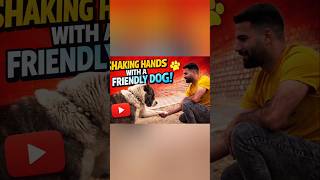 shaking hands with a friendly dog! #dog #dogshorts #youtubeshorts #nature #naturelovers#usa #doglife