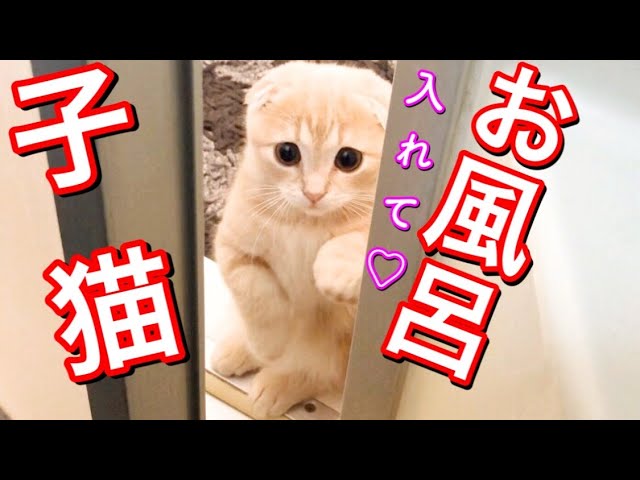 苦手なのにお風呂に進入しちゃった子猫が可愛い 短足マンチカン Youtube