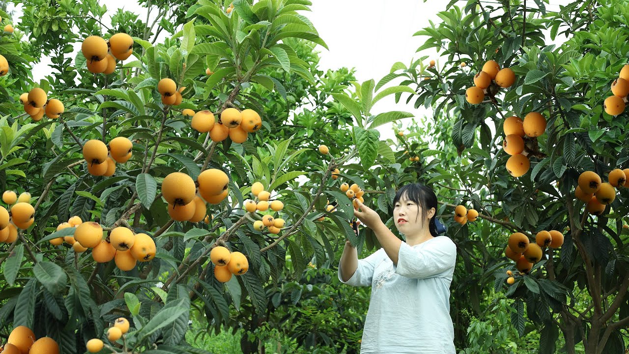 Loquat 摘籃枇杷釀成酒，再烤一條烤魚和茄子，好吃又下飯！【余小鄉】