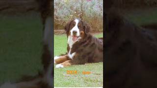 Pd Oliver The Bernese Mountain Dog Logo Historical