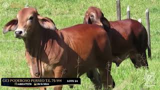 Lote 24 GE3 73/N4 75/N4