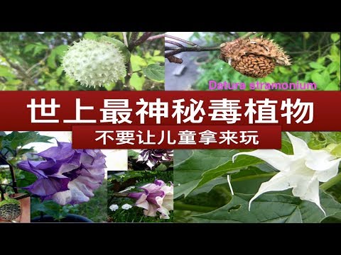 曼陀罗毒性作用和神秘传说。(jimson weed) or devil&rsquo;s snar  medicinal uses " Bahaya dan Manfaat  Kecubung.