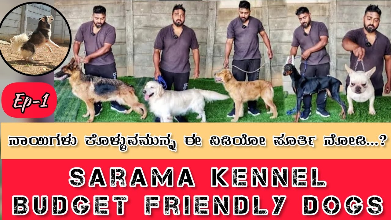 budget-friendly-dog-breeds-sarama-kennel-savaaritvkannada-youtube