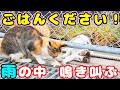 雨の中で鳴き叫んで子猫たちの場所を案内するガリガリの母猫