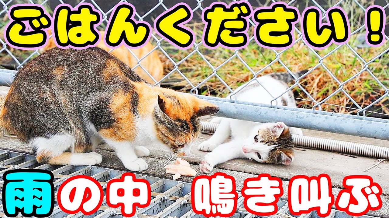 雨の中で鳴き叫んで子猫たちの場所を案内するガリガリの母猫