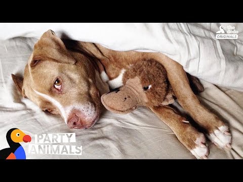 Video: Maak kennis met Charlie, een Canadese Dingus die van Animal Planet en Dog's Poop houdt