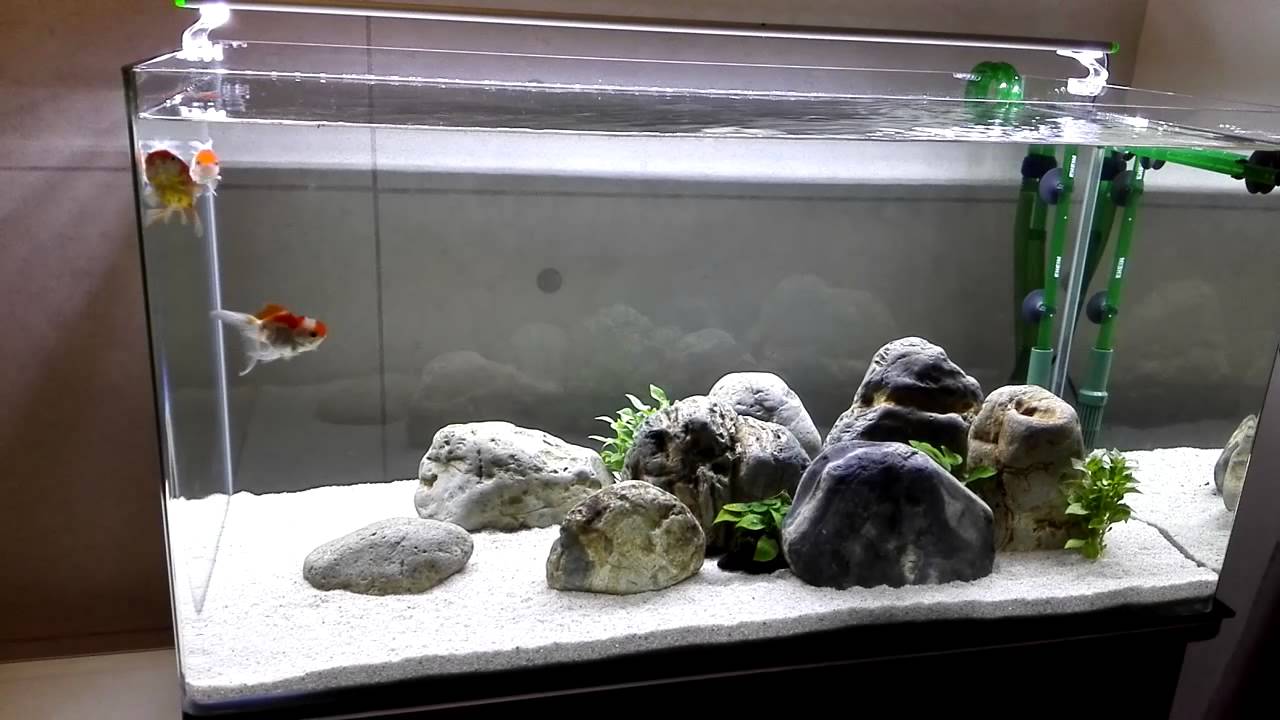 Minimalist 3ft Goldfish tank - 01 