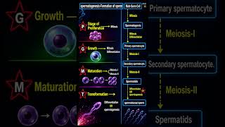 Spermatogenesis Complete Flowchart in 85 Seconds 🔥 | Human Reproduction | NEET Biology