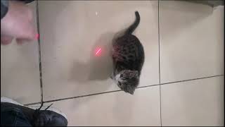Pakize Su ile oyuna devam😻💖 #kitten #funnyvideo #patilidostlar #cat by EFULİNİN CANLARI 25 views 1 day ago 53 seconds