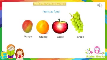 Parts of a Plant - Module 1.6 (Chapter 1 - Olympiad Class 4 Science)