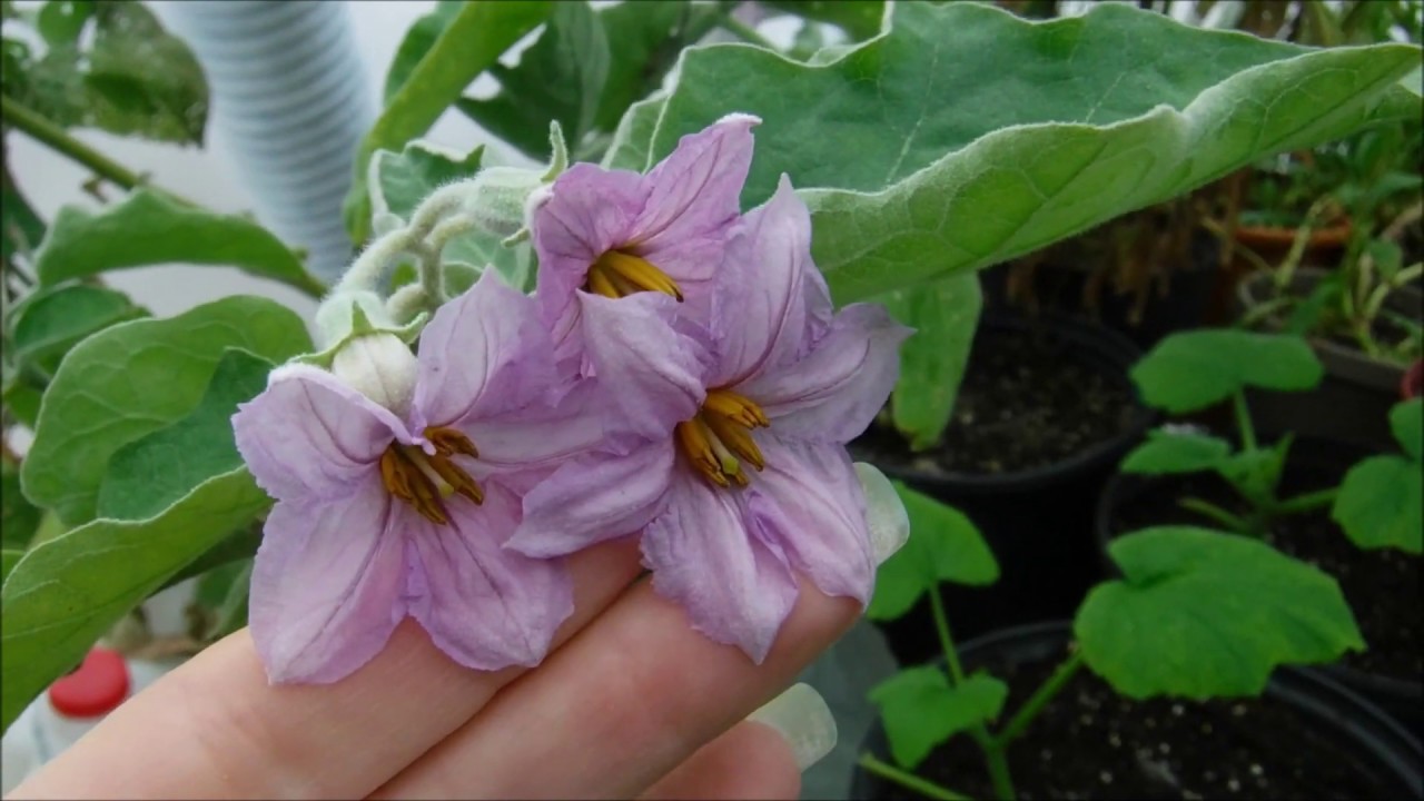 Growing Eggplants In The Greenhouse October 29 2019 Update, Greenhouse