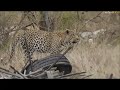 Safari Live : Three Male Leopards in one sighting, Hosana, Thamba and Tingana  Oct 14, 2017