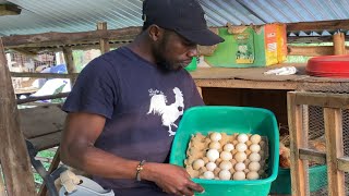 STORING FERTILIZED EGGS FOR HATCHING   Quick notes how to store fertile Eggs for hatching