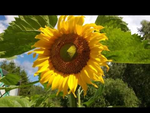 Video: Auringonkukkien istuttaminen myöhään: voitko kasvattaa auringonkukkia loppukesällä