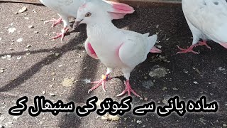 3 بجے کبوتر بیٹھا پاوں ہی نہیں کھولے  ۔۔ سادہ پانی سے سنبھال کی