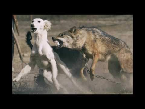 მგელი და ძაღლი