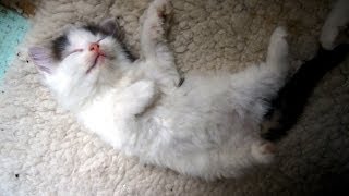 Celebrity Fluffy Kitten Twitches While Sleeping Net Worth