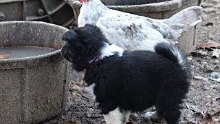 Chickens, ducks, dogs and PUPPIES by MackHillFarm 275 views 7 years ago 1 minute, 20 seconds