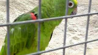 safari zoo mallorca