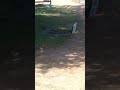 Attempting To Make A Sparkler Bomb Fireworks Attempting To Make A Sparkler Bomb Fireworks