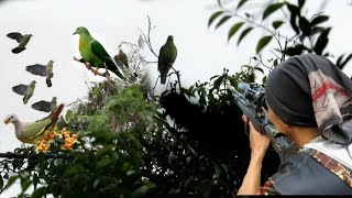 BERBURU BURUNG PUNAI KETIKA POHON BERINGIN BERBUAH