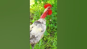 Thumbnail of Rooster Naturally crowing, Rooster sound effects ❤️💕#birds #animalsounds